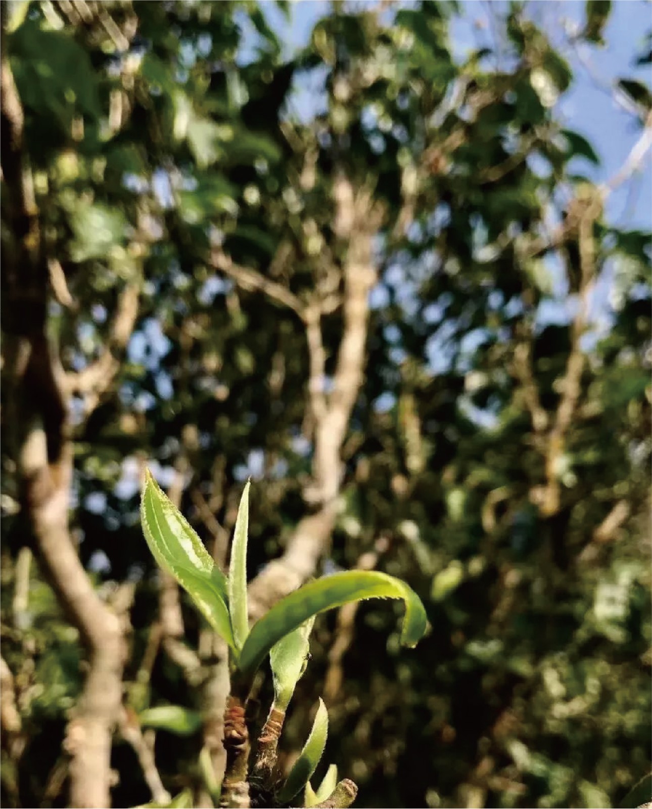 中茶古樹茶設(shè)計
